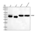 Anti-CREB1 Antibody Picoband®