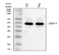 Anti-IRF1 Antibody Picoband®