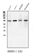 Anti-ULK1 Antibody Picoband®