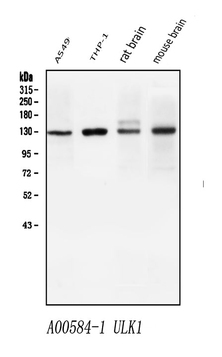 Anti-ULK1 Antibody Picoband®
