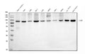 Anti-NSF Antibody Picoband®