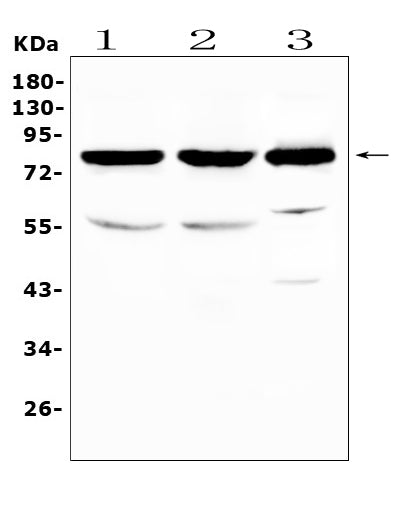 Anti-NSF Antibody Picoband®