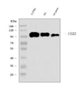 Anti-Integrin beta 3/ITGB3 Antibody Picoband®