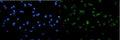 Anti-SAMHD1 Antibody Picoband®