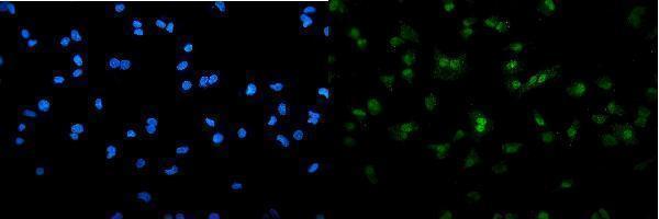 Anti-SAMHD1 Antibody Picoband®