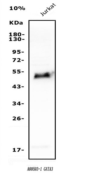 Anti-GATA3 Antibody Picoband®