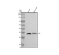Anti-PDC Antibody Picoband®