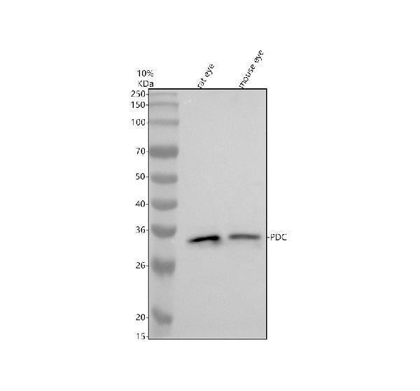 Anti-PDC Antibody Picoband®