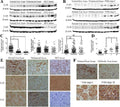 Anti-Connexin 43/GJA1 Antibody Picoband®