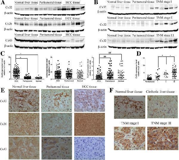Anti-Connexin 43/GJA1 Antibody Picoband®