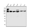 Anti-TET1 Antibody Picoband®