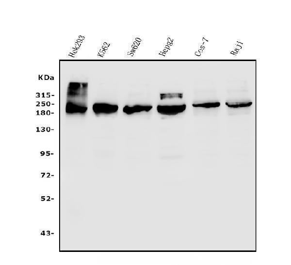 Anti-TET1 Antibody Picoband®