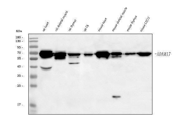 Anti-Adam17 Antibody Picoband®