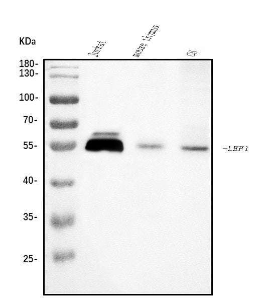 Anti-LEF1 Antibody Picoband®