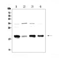 Anti-Galanin Antibody Picoband®