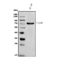 Anti-IL23 Receptor/IL23R Antibody Picoband®