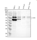 Anti-GAS 6/GAS6 Antibody Picoband®