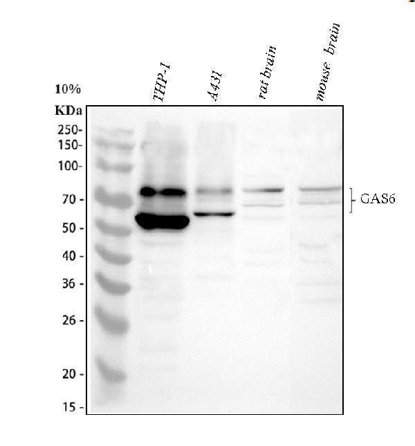 Anti-GAS 6/GAS6 Antibody Picoband®