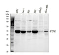 Anti-PTP1B/PTPN1 Antibody Picoband®