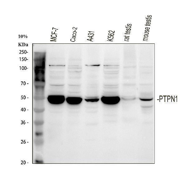Anti-PTP1B/PTPN1 Antibody Picoband®