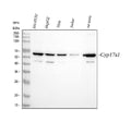 Anti-Cytochrome P450 17A1/CYP17A1 Antibody Picoband®
