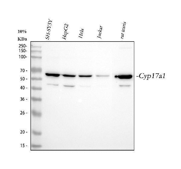 Anti-Cytochrome P450 17A1/CYP17A1 Antibody Picoband®
