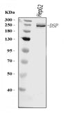 Anti-Desmoplakin/DSP Antibody Picoband®