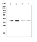 Anti-MC4-R/MC4R Antibody Picoband®