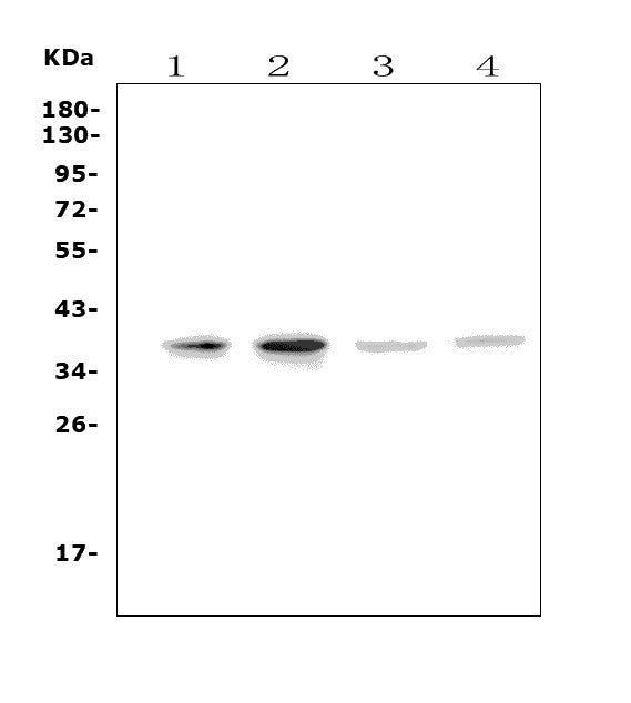 Anti-MC4-R/MC4R Antibody Picoband®