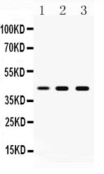 Anti-ATTY/TAT Antibody Picoband®