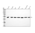 Anti-CRF/CRH Antibody Picoband®