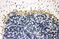 Anti-Sumo 1/SUMO1 Antibody