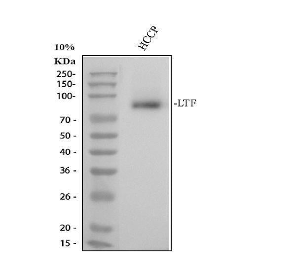 Anti-Lactoferrin/LTF Antibody Picoband®