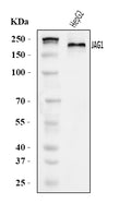 Anti-Jagged1/JAG1 Antibody Picoband®