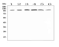 Anti-MVP Antibody Picoband®