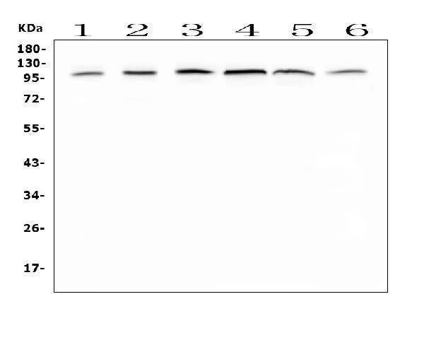 Anti-MVP Antibody Picoband®