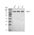 Anti-HMGCR Antibody Picoband®