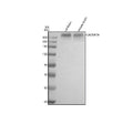 Anti-CACNA1A Antibody Picoband®