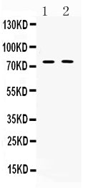 Anti-TRF2/TERF2 Antibody Picoband®