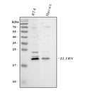 Anti-IL1RA/IL1RN Antibody Picoband®