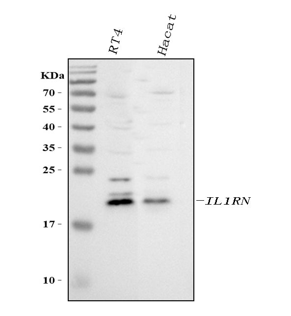 Anti-IL1RA/IL1RN Antibody Picoband®
