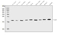 Anti-IL1RA/Il1rn Antibody Picoband®