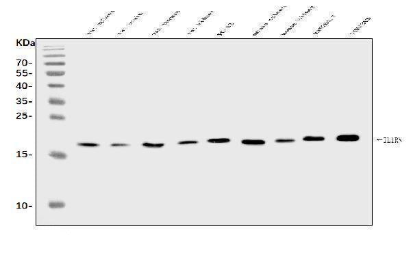 Anti-IL1RA/Il1rn Antibody Picoband®