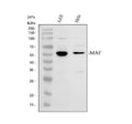 Anti-c-Maf/MAF Antibody Picoband®