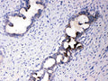 Anti-ATF6 Antibody Picoband®