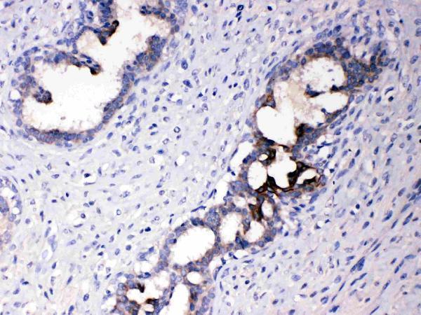 Anti-ATF6 Antibody Picoband®