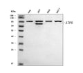 Anti-ATF6 Antibody Picoband®