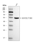 Anti-TIM 3/HAVCR2 Antibody Picoband®