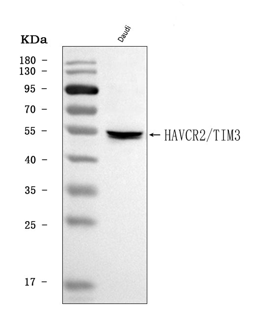 Anti-TIM 3/HAVCR2 Antibody Picoband®