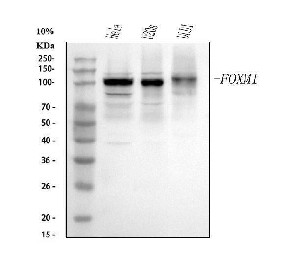 Anti-FOXM1 Antibody Picoband®